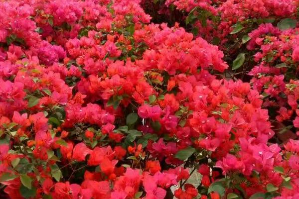 地栽三角梅的养护方式,无需过多的水分供给