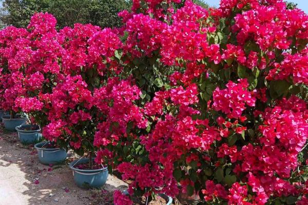 地栽三角梅的养护方式,无需过多的水分供给