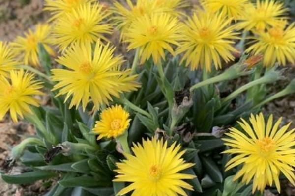 芳香波的养护方法,1-2年需要考虑换盆一次