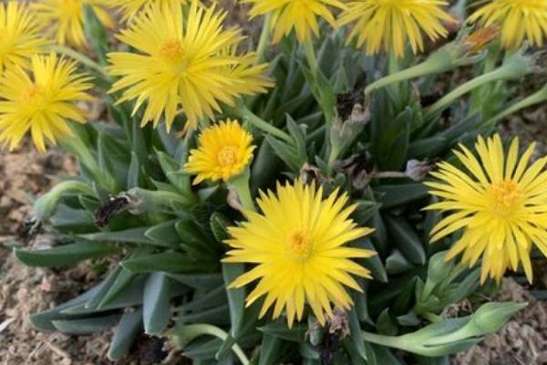 芳香波的养护方法,1-2年需要考虑换盆一次