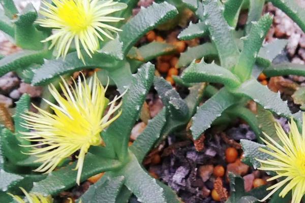 芳香波的养护方法,1-2年需要考虑换盆一次