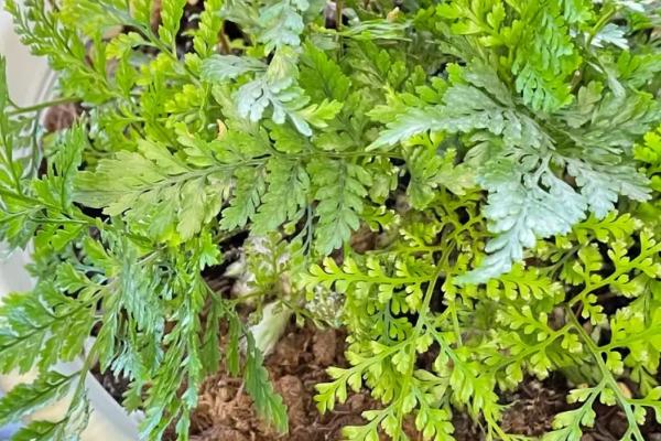 狼尾蕨的换盆方式,每养殖1-2年就要换盆一次