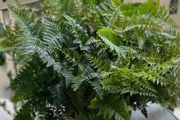 狼尾蕨的换盆方式,每养殖1-2年就要换盆一次