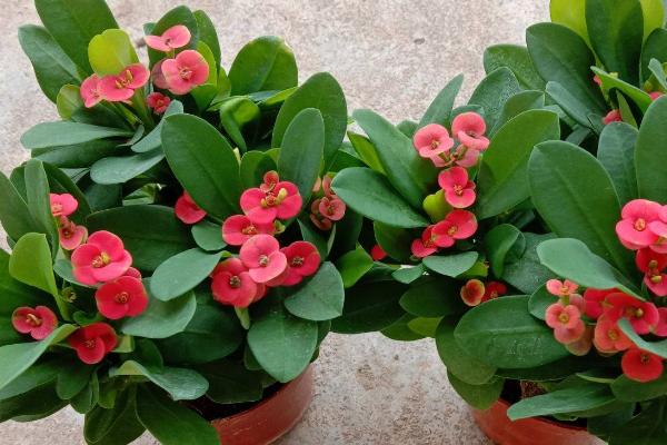 铁海棠盆栽种植方法,夏季一定要做好遮阴避阳的措施