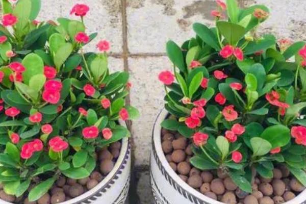 铁海棠盆栽种植方法,夏季一定要做好遮阴避阳的措施