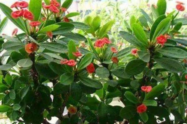 铁海棠盆栽种植方法,夏季一定要做好遮阴避阳的措施