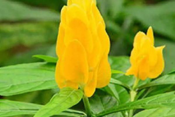 金苞花不开放如何处理,每天提供7-8小时的光照时长可促进花芽分化