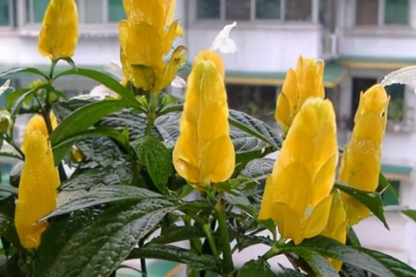 金苞花不开放如何处理,每天提供7-8小时的光照时长可促进花芽分化