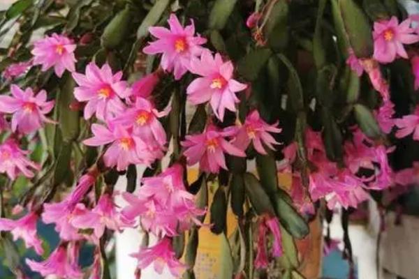 怎么养护落花之舞,生长期间每个月要追施1-2次稀薄的肥水