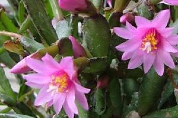 怎么养护落花之舞,生长期间每个月要追施1-2次稀薄的肥水