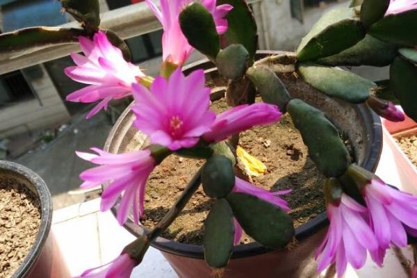 怎么养护落花之舞,生长期间每个月要追施1-2次稀薄的肥水