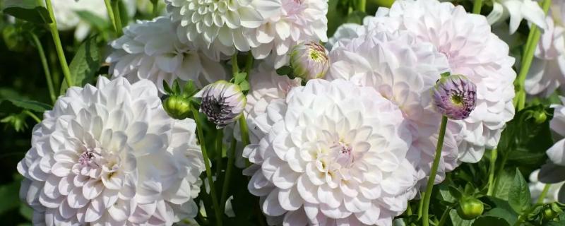 大丽花和牡丹花有什么区别,前者属于菊科、后者属于毛茛科