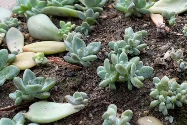 移栽多肉后可以立即浇水吗,不可立刻浇水