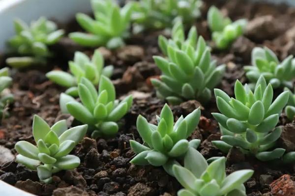 移栽多肉后可以立即浇水吗,不可立刻浇水