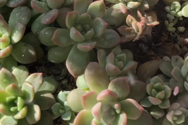 移栽多肉后可以立即浇水吗,不可立刻浇水