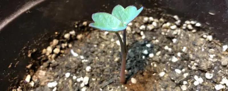 旱金莲如何快速发芽，选好种子后需要浸种