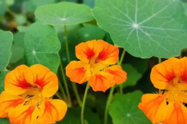 旱金莲如何快速发芽，选好种子后需要浸种