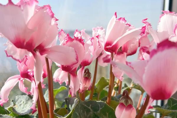 仙客来的花语,寓意高贵优雅、喜迎宾客等