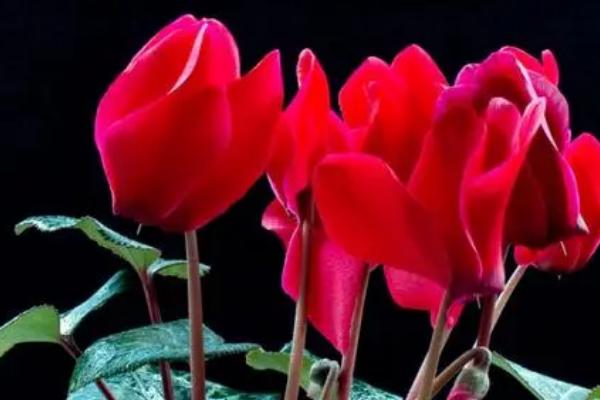 仙客来的花语,寓意高贵优雅、喜迎宾客等