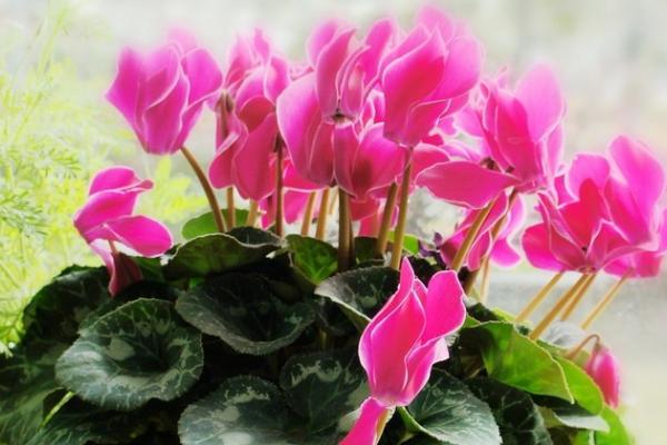 仙客来的花语,寓意高贵优雅、喜迎宾客等