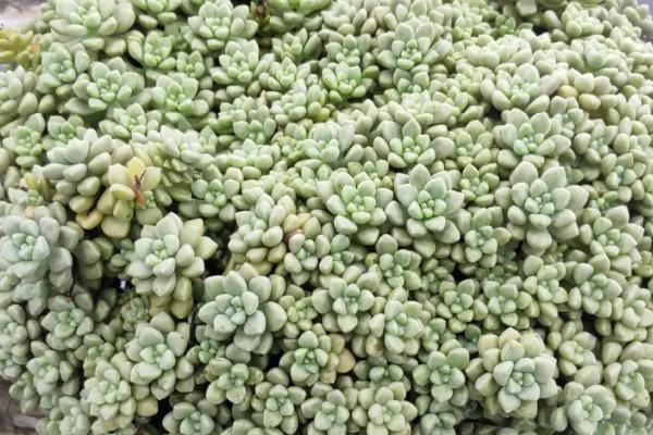 丸叶姬秋丽怎么变老桩,合适的光照、温度和水肥都少不了