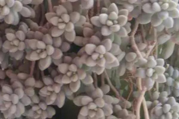 丸叶姬秋丽怎么变老桩,合适的光照、温度和水肥都少不了