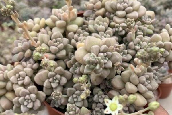 丸叶姬秋丽怎么变老桩,合适的光照、温度和水肥都少不了