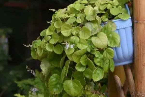 如意蔓的花语,寓意健康、吉祥和长寿