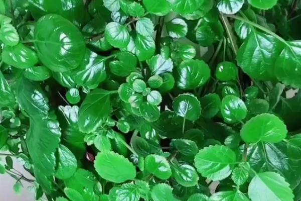 如意蔓的花语,寓意健康、吉祥和长寿