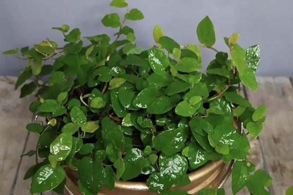 如意蔓的花语,寓意健康、吉祥和长寿