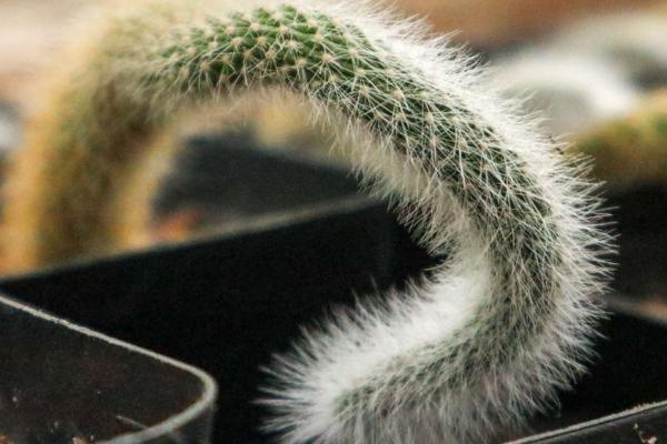 猴尾柱怎么扦插,选择健康的茎节来作为插穗