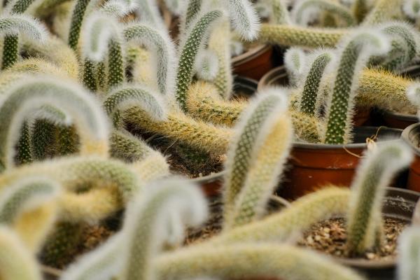 猴尾柱怎么扦插,选择健康的茎节来作为插穗