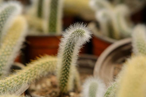 猴尾柱怎么扦插,选择健康的茎节来作为插穗