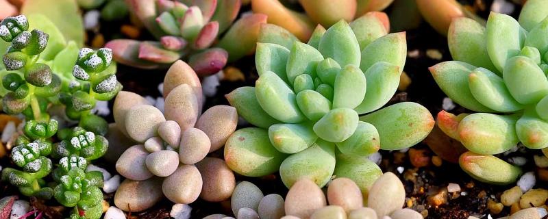多肉明镜的养殖方法，生长需要充足的光照