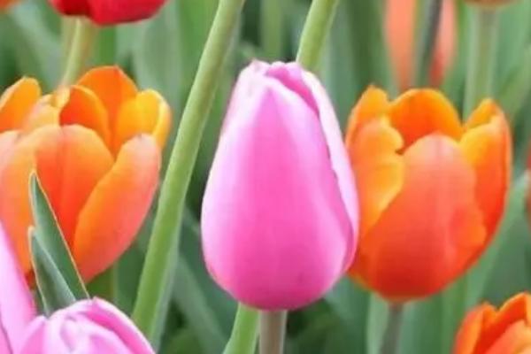 郁金香夜间是否会收缩花瓣,一般是白天盛开、晚上收缩