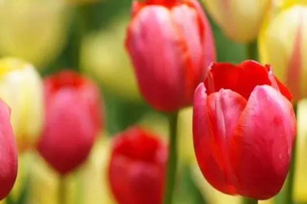 郁金香夜间是否会收缩花瓣,一般是白天盛开、晚上收缩