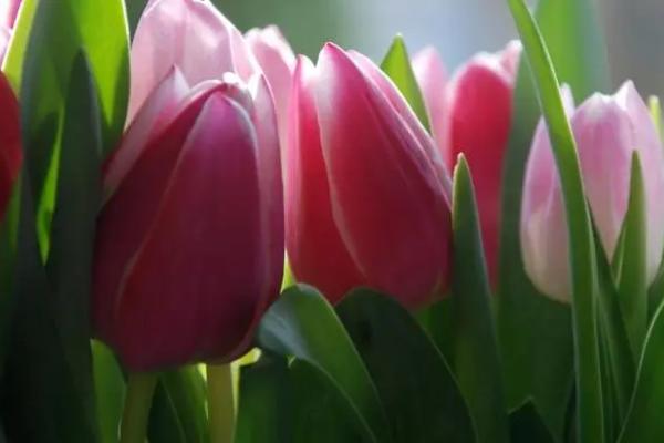 郁金香夜间是否会收缩花瓣,一般是白天盛开、晚上收缩