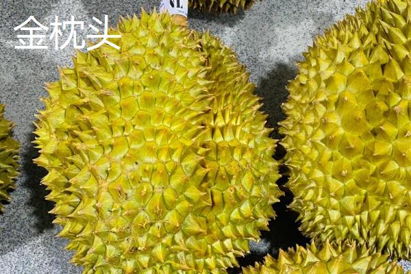 榴莲苗的最低耐寒温度，可忍耐5℃的低温