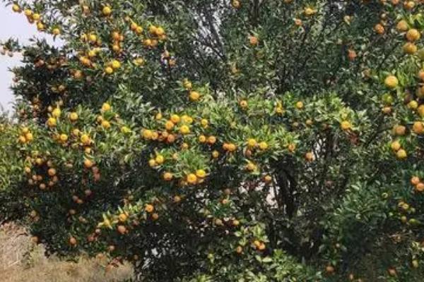 桔子树挂不住果的原因，缺少光照、土壤不适、修剪不当等因素均会影响挂果