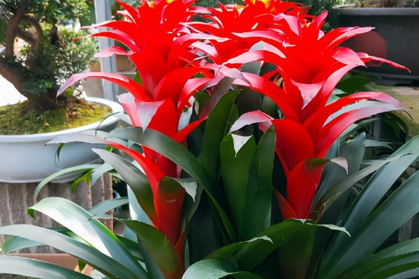 鸿运当头的叶子变黑的原因，温度不适或浇水不当都会导致