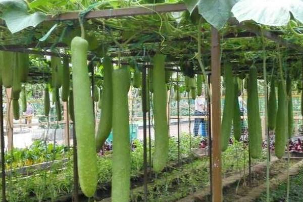 瓠瓜怎么种植及管理,移栽后要覆土压实并适时搭架