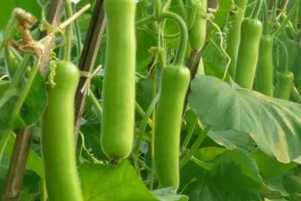 瓠瓜怎么种植及管理,移栽后要覆土压实并适时搭架