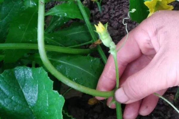 瓠瓜怎么种植及管理,移栽后要覆土压实并适时搭架