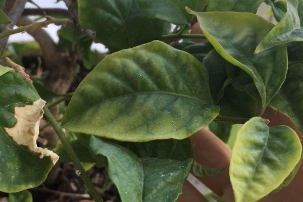 三角梅叶子干枯的原因，浇水不足或养分过多均会导致