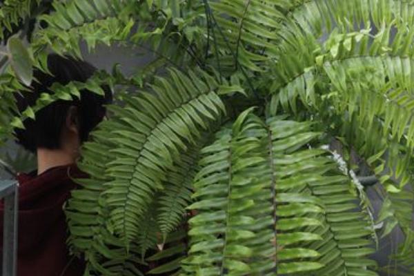 蕨类植物能否在室内养殖,可在室内养殖但要放在半阴处