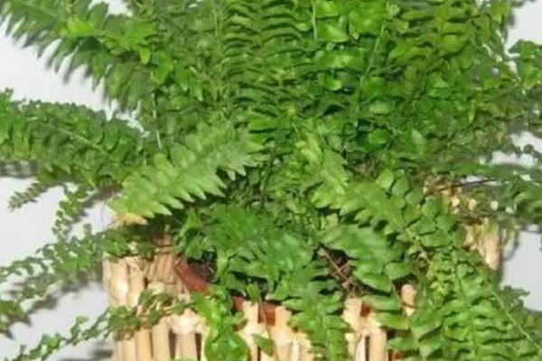 蕨类植物能否在室内养殖,可在室内养殖但要放在半阴处