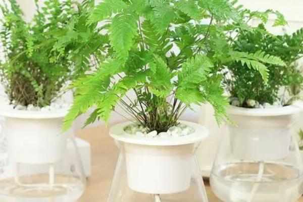 蕨类植物能否在室内养殖,可在室内养殖但要放在半阴处