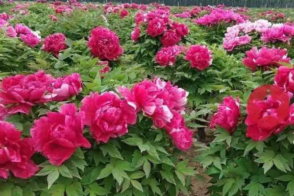 立秋后怎么管理牡丹花,过密枝、徒长枝、枯败枝要全部剪除