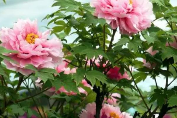 立秋后怎么管理牡丹花,过密枝、徒长枝、枯败枝要全部剪除