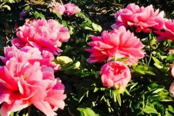 立秋后怎么管理牡丹花,过密枝、徒长枝、枯败枝要全部剪除